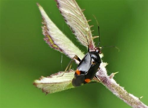 Réf. 260 543 : Deraeocoris ruber